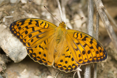 Argynnis