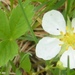 Fragaria virginiana - Photo (c) tapaculo99,  זכויות יוצרים חלקיות (CC BY-NC), uploaded by tapaculo99