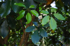 Pseudopanax arboreus