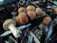 Gymnopilus junonius