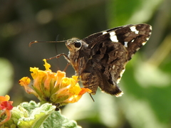 Codatractus bryaxis