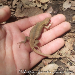 Sceloporus aeneus
