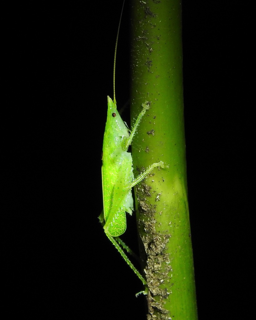 Podacanthophorus