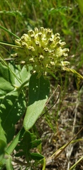 Asclepias lanuginosa