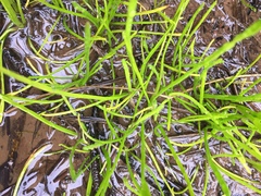 Lilaeopsis occidentalis