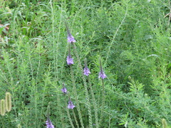 Verbena stricta