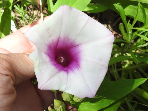 Narrowleaf Morning-glory (Ipomoea shumardiana)