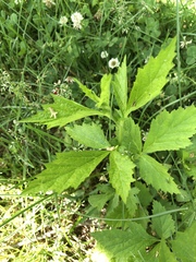 Geum laciniatum