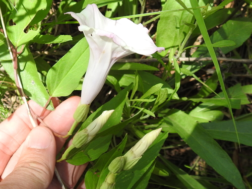 Image of Ipomoea shumardiana by (c) Sam Kieschnick, some rights reserved (CC BY)