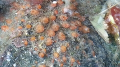 Metandrocarpa taylori