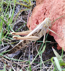 Schistocerca piceifrons