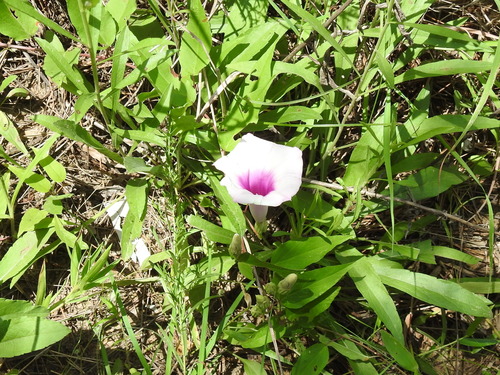 Image of Ipomoea shumardiana by (c) Sam Kieschnick, some rights reserved (CC BY)