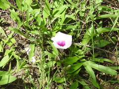 Ipomoea shumardiana