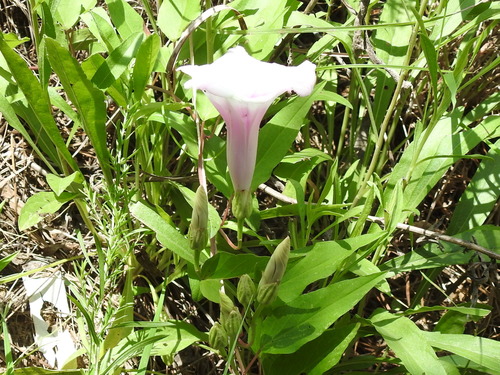 Image of Ipomoea shumardiana by (c) Sam Kieschnick, some rights reserved (CC BY)