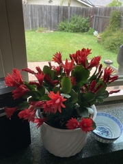 Rhipsalidopsis gaertneri