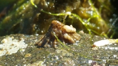 Puncturella cucullata