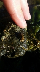 Puncturella cucullata