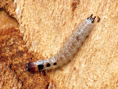 Trogossitidae