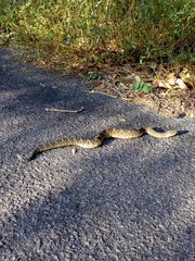 Crotalus durissus terrificus
