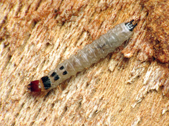Trogossitidae