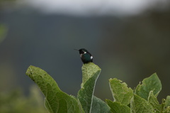 Chaetocercus heliodor