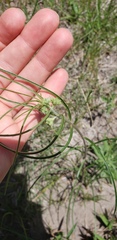 Asclepias engelmanniana