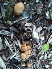 Gymnopilus junonius