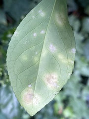 Erysiphe euonymicola
