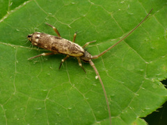 Pogonognathellus elongatus