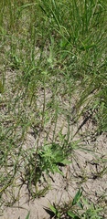 Asclepias engelmanniana