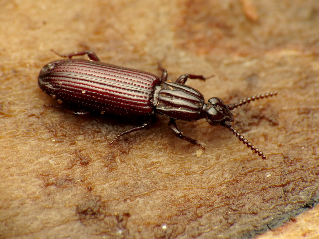 American Crudely Carved Wrinkle Beetle