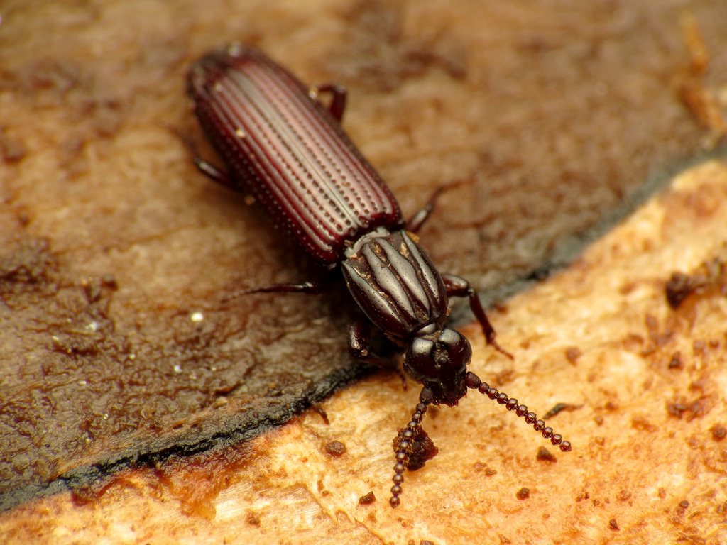 Wrinkled Bark Beetles