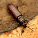 Wrinkled Bark Beetles - Photo (c) Katja Schulz, some rights reserved (CC BY)