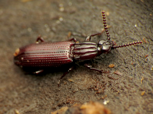 American Crudely Carved Wrinkle Beetle photo 2