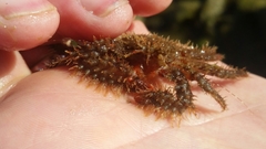 Hapalogaster mertensii