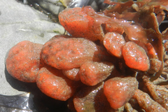 Metandrocarpa