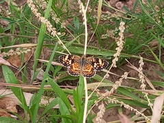 Phyciodes mylitta arizonensis