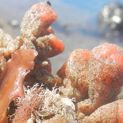 Metandrocarpa