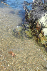 Metandrocarpa