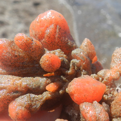Metandrocarpa