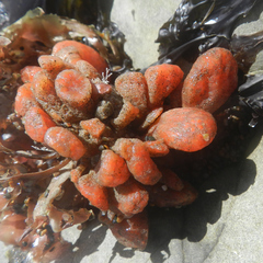 Metandrocarpa