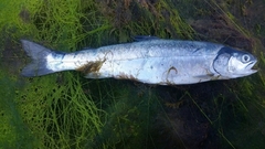 Salvelinus malma