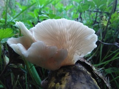 Pleurotus