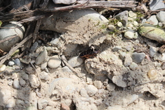 Loboptera canariensis