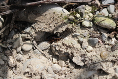 Loboptera canariensis