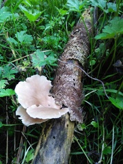 Pleurotus