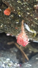 Boltenia villosa