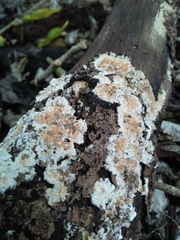 Fungi