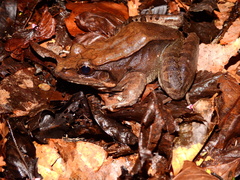 Leptodactylus guianensis