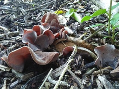 Auricularia cornea
